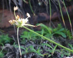 Cyperus niveus leucocephalus