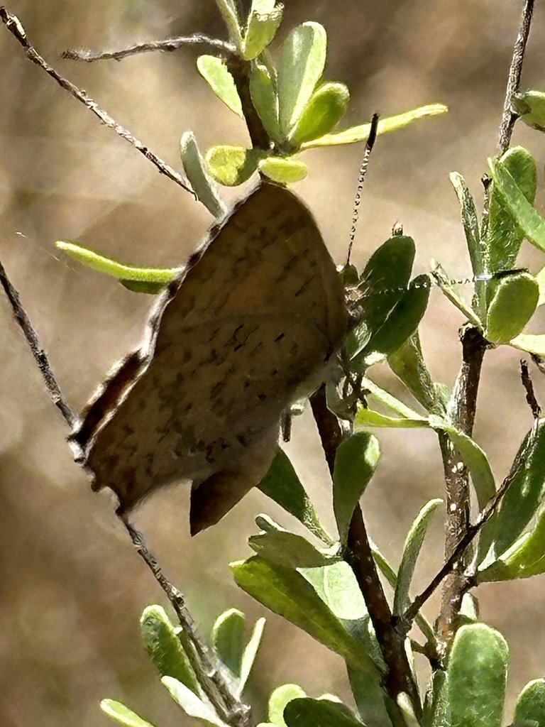 Eltham copper butterfly from Castlemaine Botanical Gardens, Castlemaine