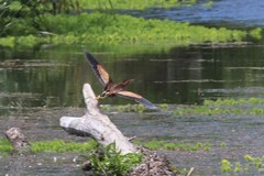 Ixobrychus minutus payesii