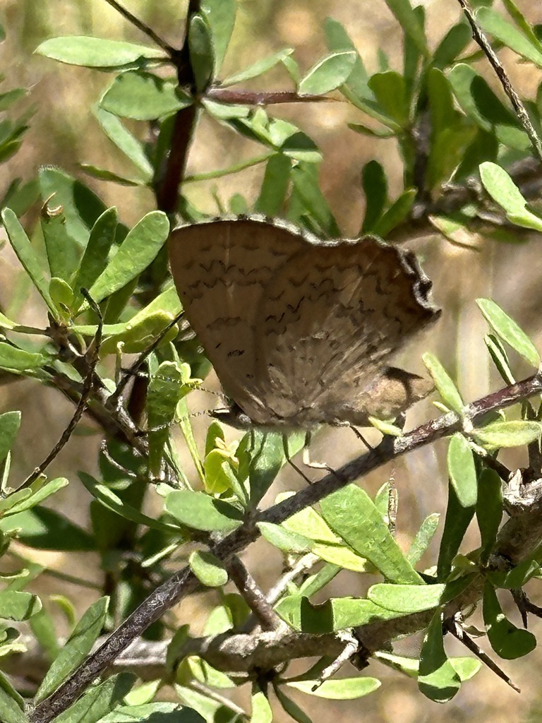 Eltham copper butterfly from Castlemaine Botanical Gardens, Castlemaine