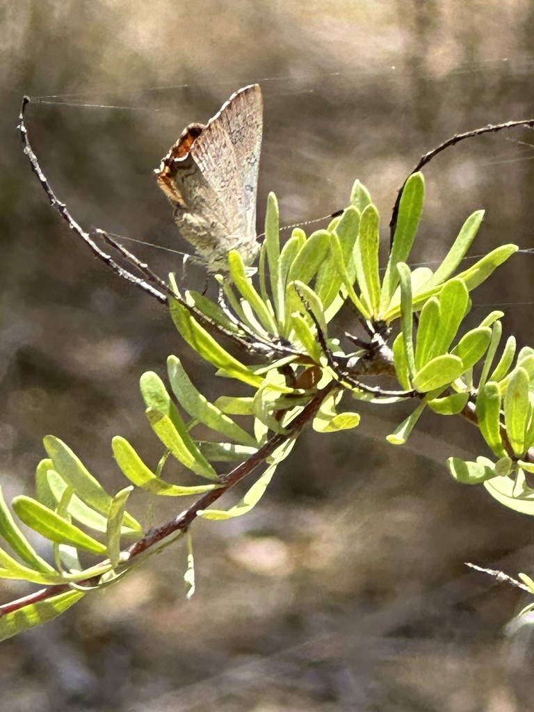 Eltham copper butterfly from Castlemaine Botanical Gardens, Castlemaine