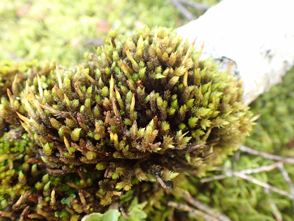 Dicnemon dixonianum