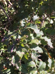 Berberis pinnata
