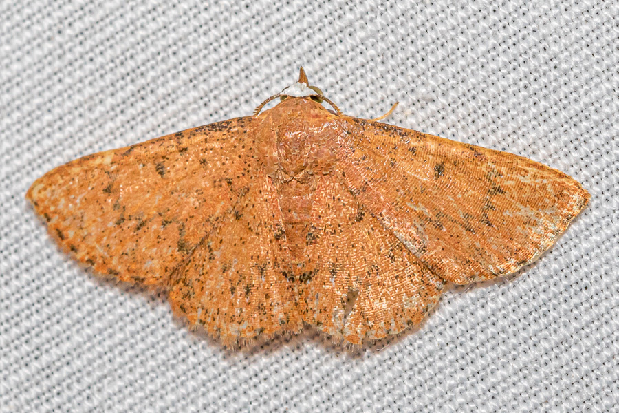 Corgatha castanearubra