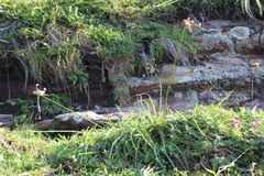 Cyperus niveus leucocephalus