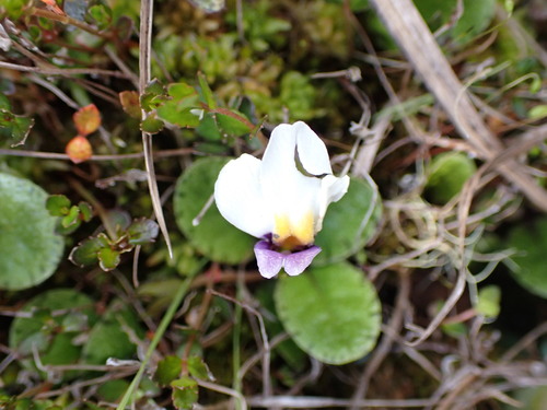 Mazus radicans (Mazus radicans)