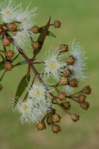 Angophora costata
