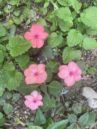 Foto de Maria-sem-vergonha