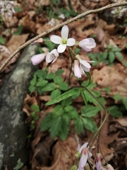 Cardamine diphylla