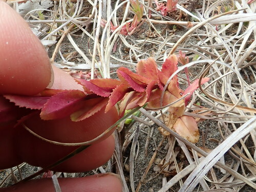 Aboriginal willowherb (Epilobium billardiereanum)