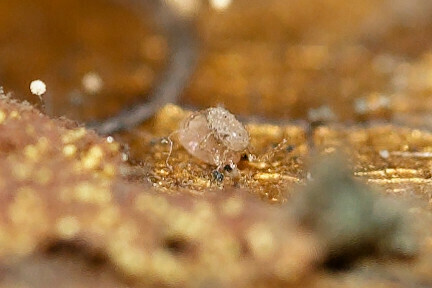 mold mite