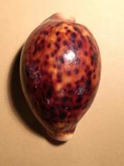 Cypraea pantherina