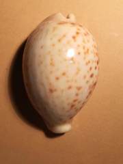 Cypraea pantherina