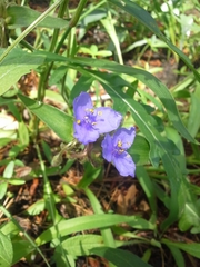 Tradescantia humilis
