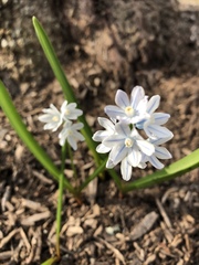 Puschkinia