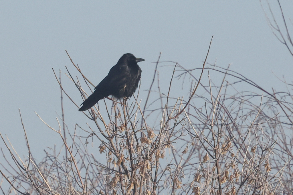 January Crow Carrion Crow from Барнаул, Алтайский край, Россия on January 4, 2024 at ...