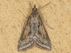 Pyrausta napaealis