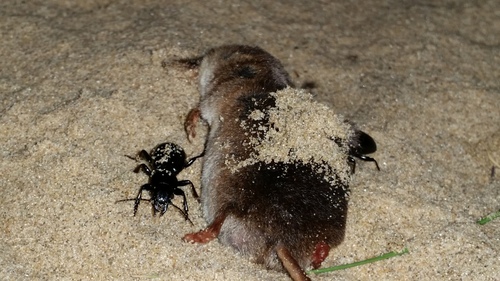 Sorex araneus