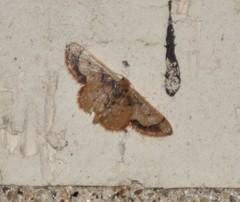 Idaea kendallaria