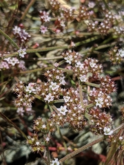Chorizanthe breweri