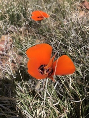 Calochortus kennedyi kennedyi