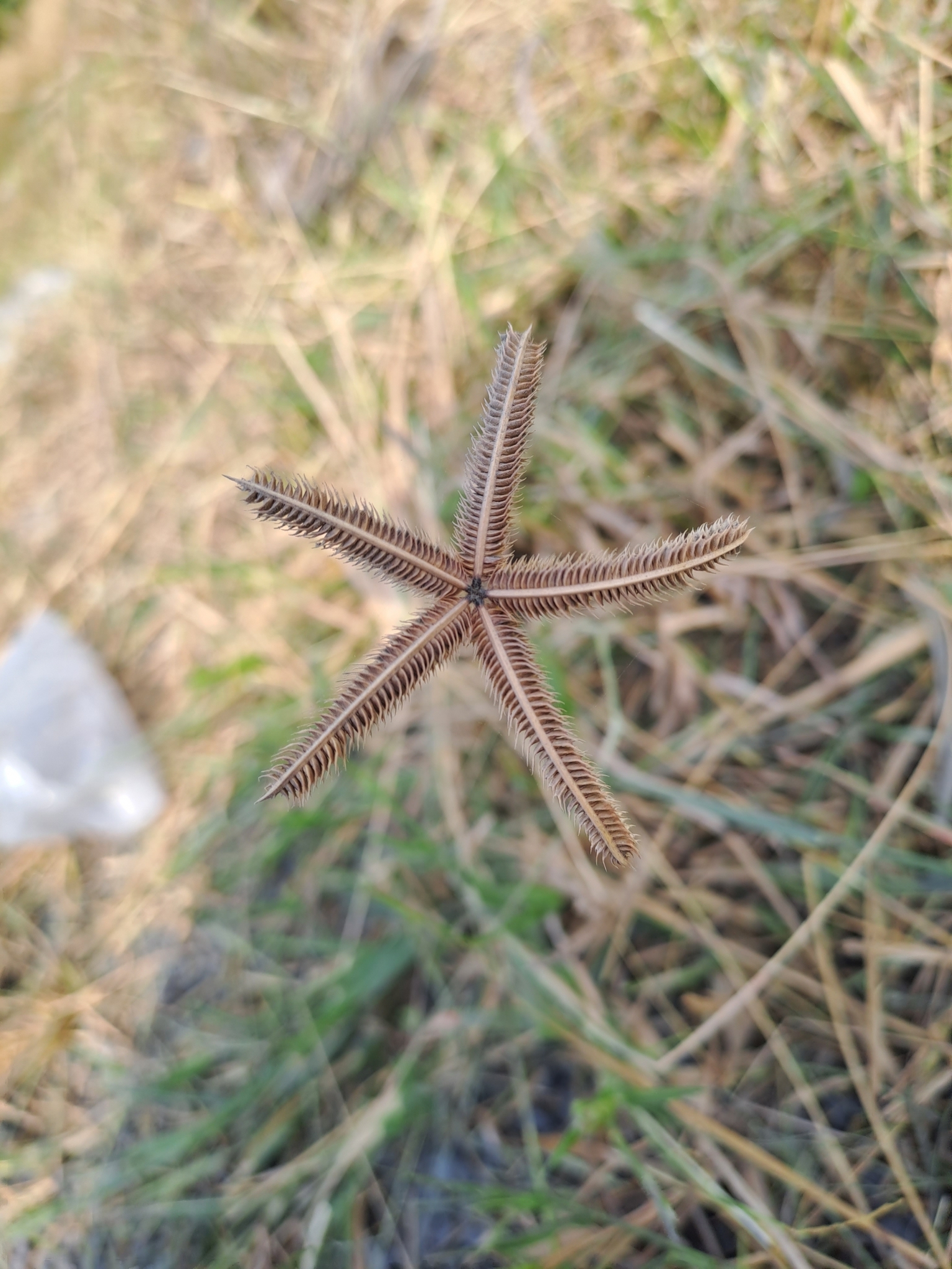 Cỏ chân gà (Dactyloctenium aegyptium)