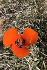 Calochortus kennedyi kennedyi