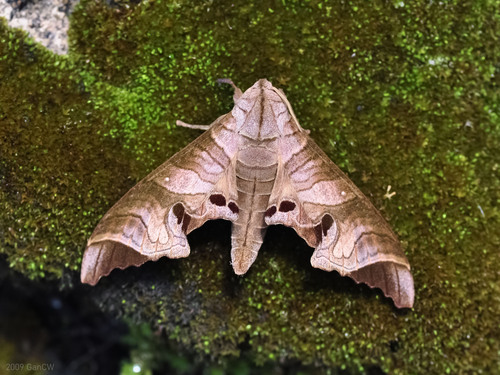 Marumba spectabilis Butler, 1875