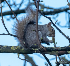 Sciurus carolinensis