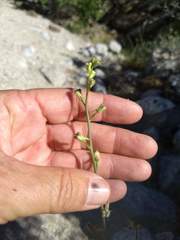 Delphinium parishii subglobosum