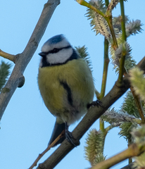 Cyanistes caeruleus