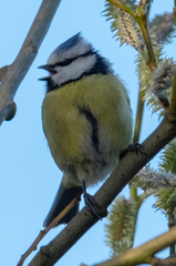 Cyanistes caeruleus