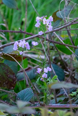 Cardamine pratensis