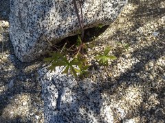 Delphinium parishii subglobosum