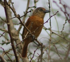 Thamnophilus doliatus