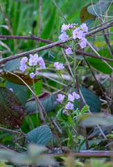 Cardamine pratensis