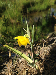 Calochortus amabilis