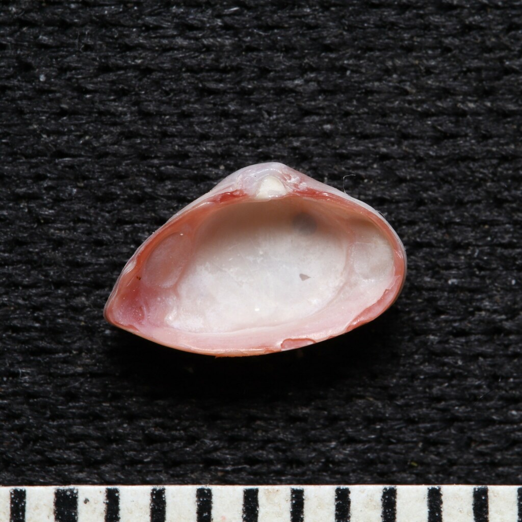 rose corbula