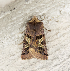 Cerastis enigmatica