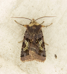 Cerastis enigmatica