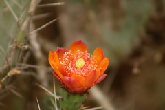 Cactaceae