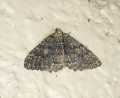 Triphosa californiata