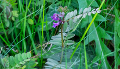 Vicia sepium