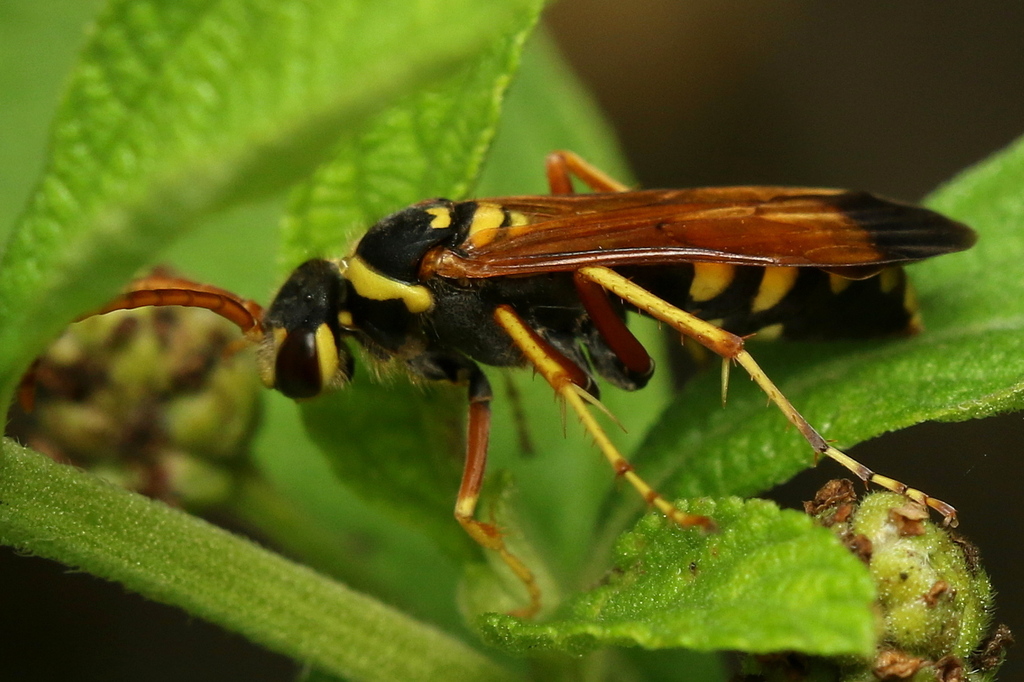 Batozonellus capensis