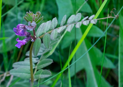 Vicia sepium