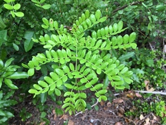 Vachellia choriophylla