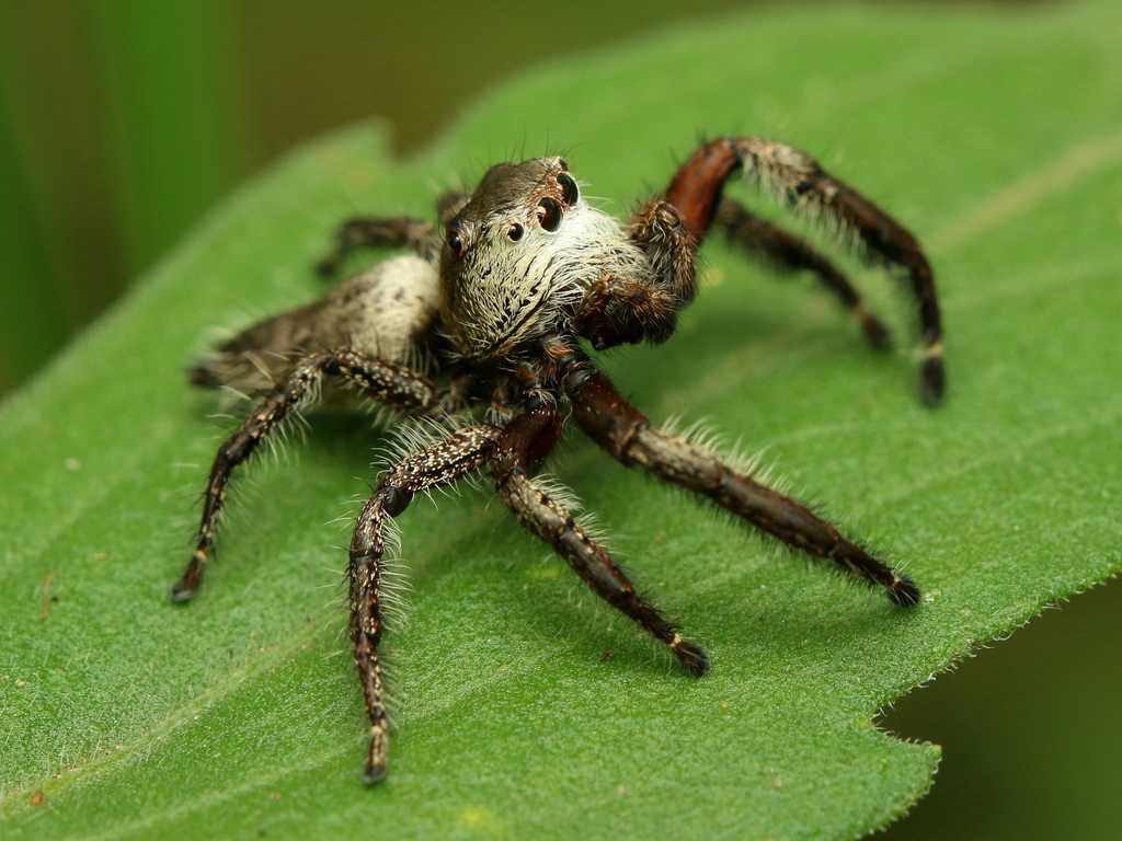 Brown Hyllus Jumping Spider from uMgungundlovu District Municipality ...