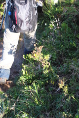 Berkheya erysithales