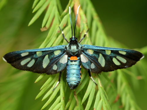 Amata kuhlweinii