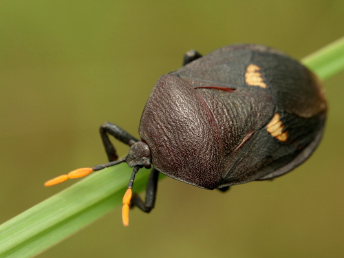 Watermelon Bug
